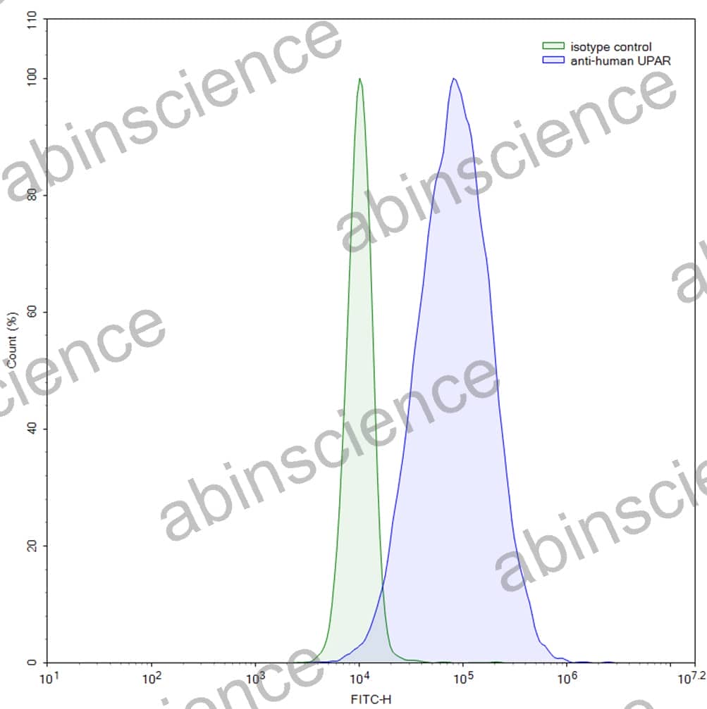 Anti-Human uPAR Monoclonal Antibody (1A451)