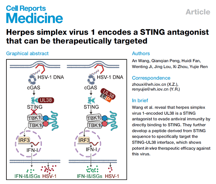 Herpes simplex virus 1 encodes a STING antagonist that can be therapeutically targeted