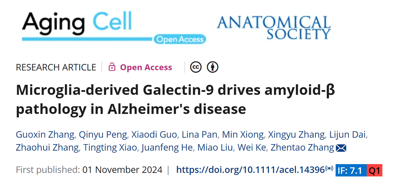 Microglia-derived Galectin-9 drives amyloid-β pathology in Alzheimer's disease