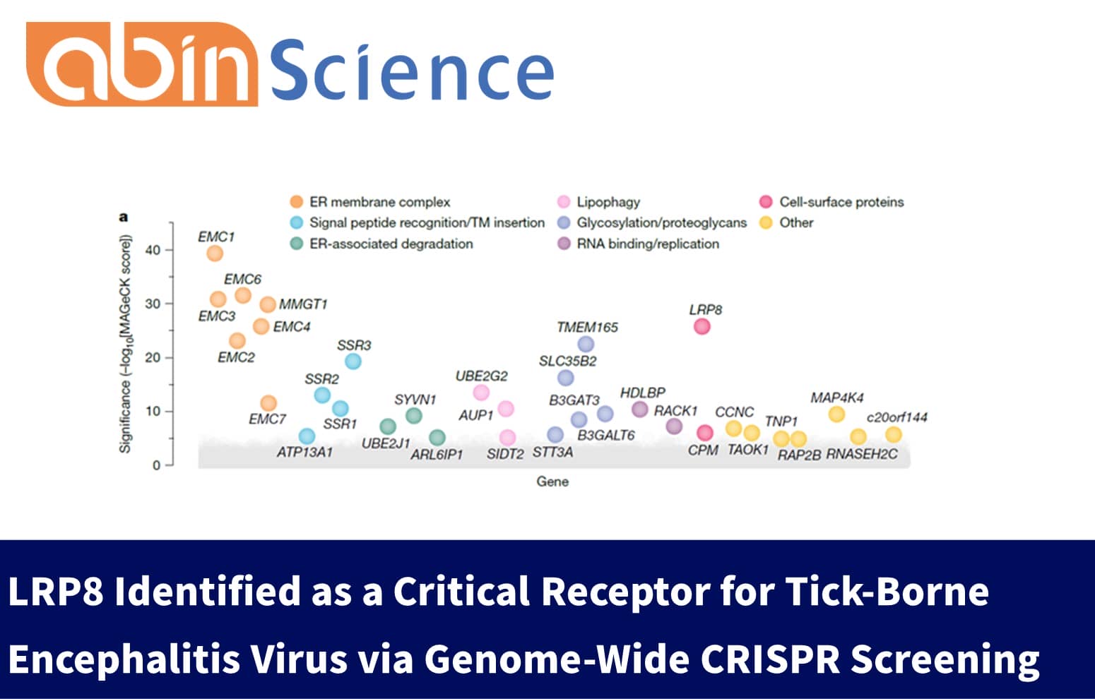 LRP8 Identified as a Critical Receptor for Tick-Borne Encephalitis Virus via Genome-Wide CRISPR Screening