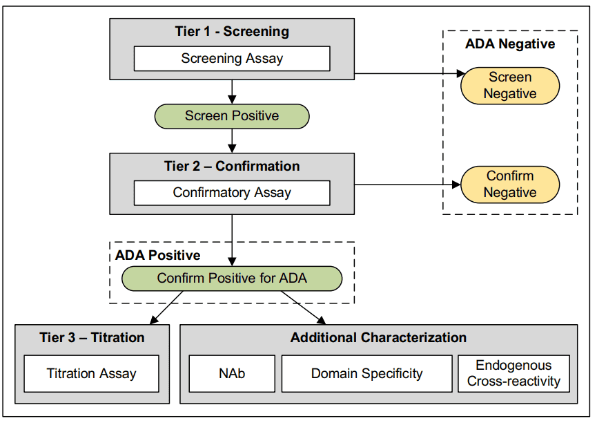 ADA testing process, illustrating screening, confirmation, and titration stages