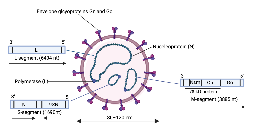 RVFV genome organization and replication cycle