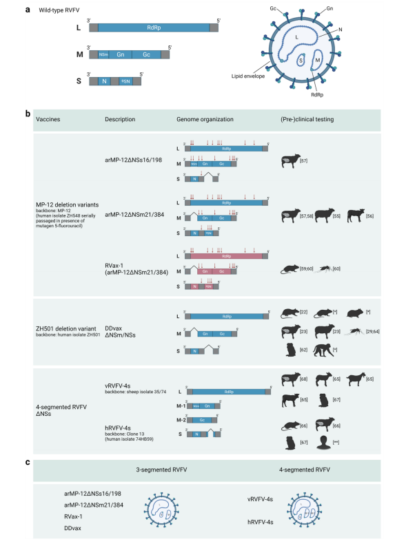 RVFV vaccine development pipeline 2025