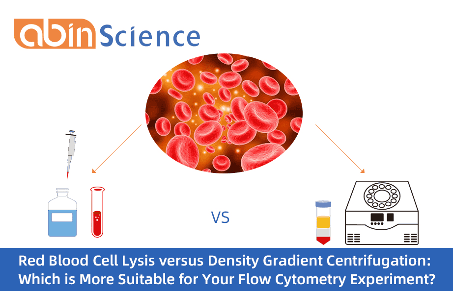 Red Blood Cell Lysis versus Density Gradient Centrifugation: Which is More Suitable for Your Flow Cytometry Experiment?