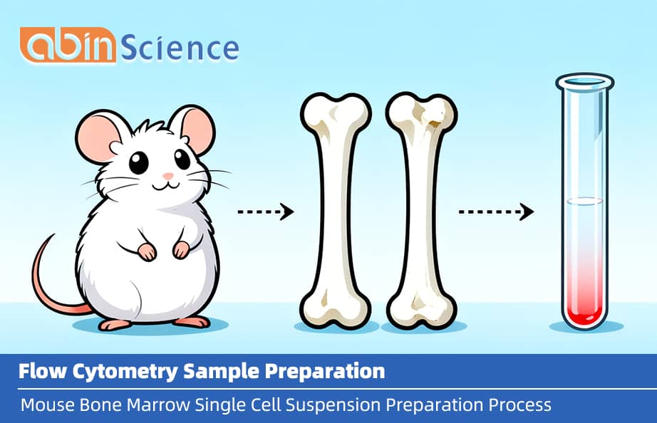 Mouse Bone Marrow Single-Cell Suspension Preparation