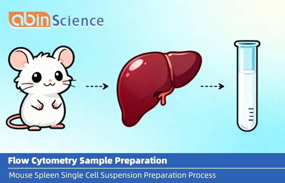 Mouse Spleen Single-Cell Suspension Preparation