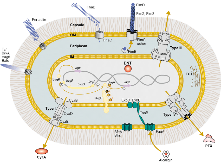 Bordetella pertussis Structure
