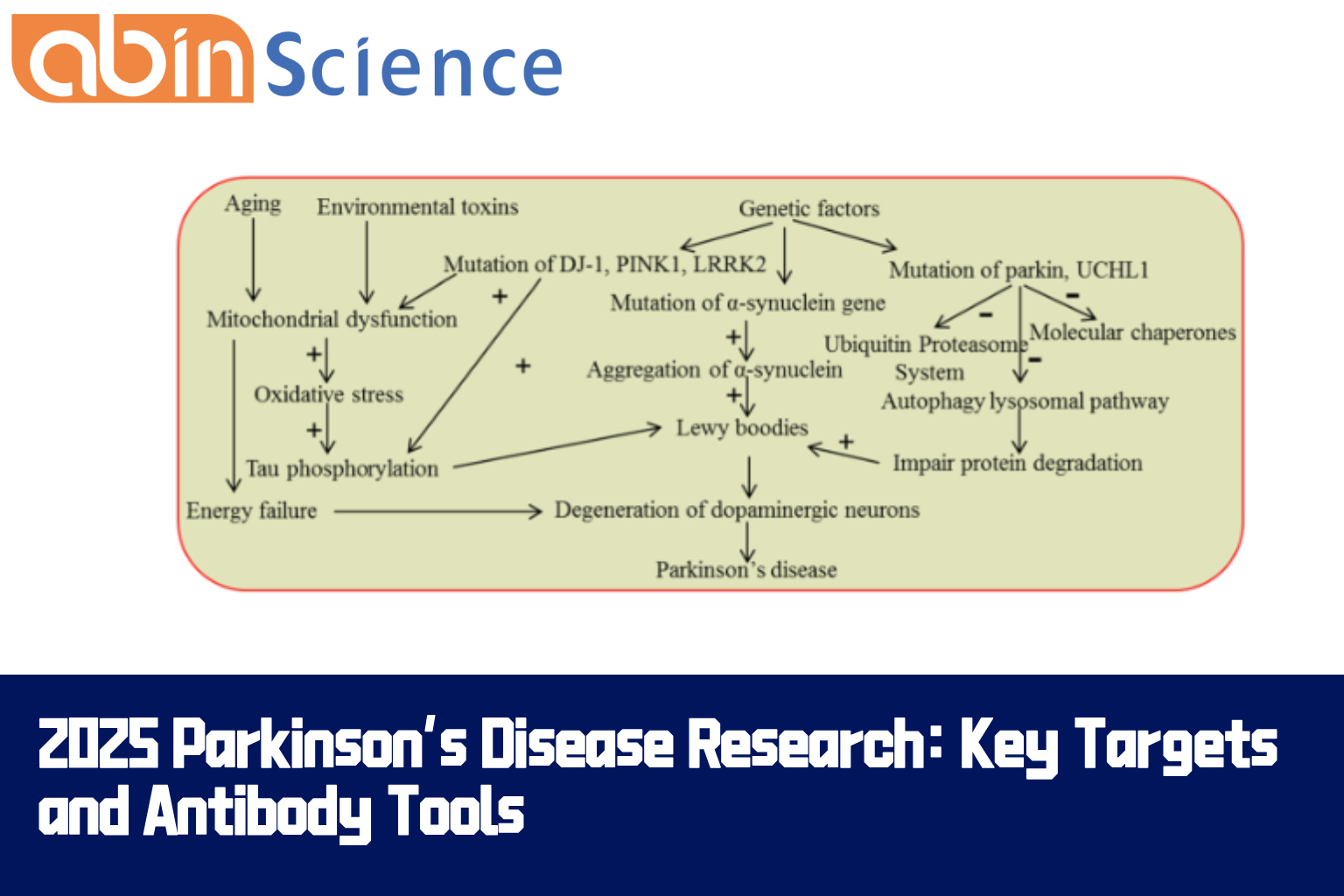 2025 Parkinson’s Disease Research: Key Targets and Antibody Tools