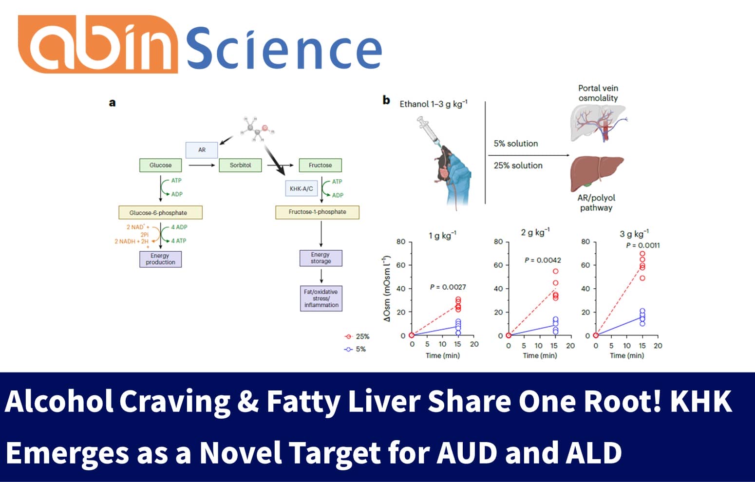 Alcohol Craving & Fatty Liver Share One Root! KHK Emerges as a Novel Target for AUD and ALD