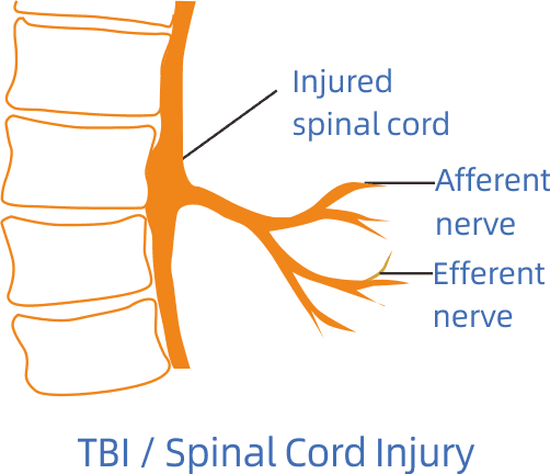 TBI / Spinal Cord Injury