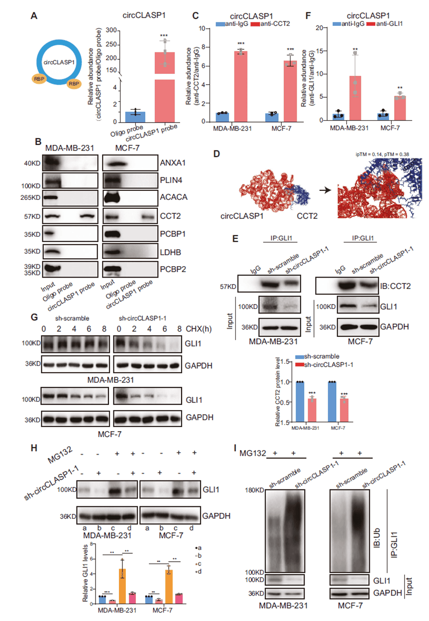 circCLASP1 binds CCT2 and modulates ubiquitin-mediated GLI1 degradation