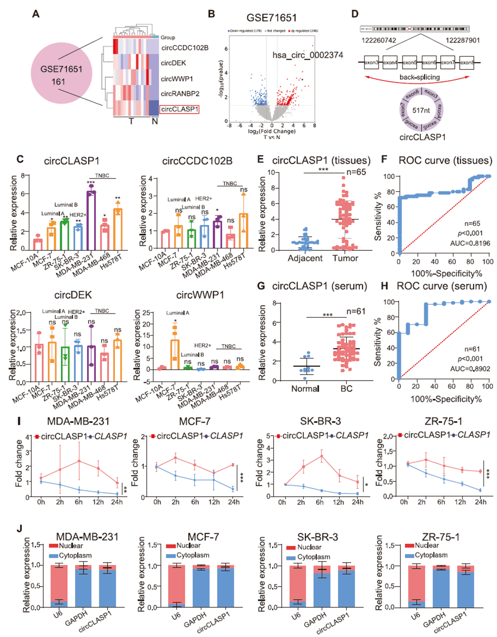 Identification and characterization of circCLASP1 in breast cancer