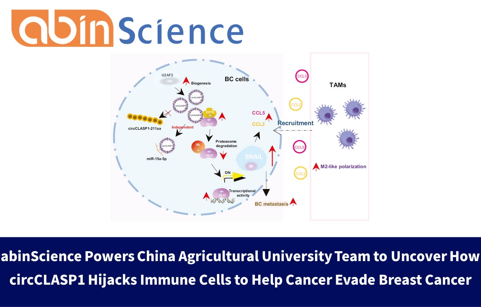 abinScience Powers China Agricultural University Team to Uncover How circCLASP1 Hijacks Immune Cells to Help Cancer Evade Breast Cancer
