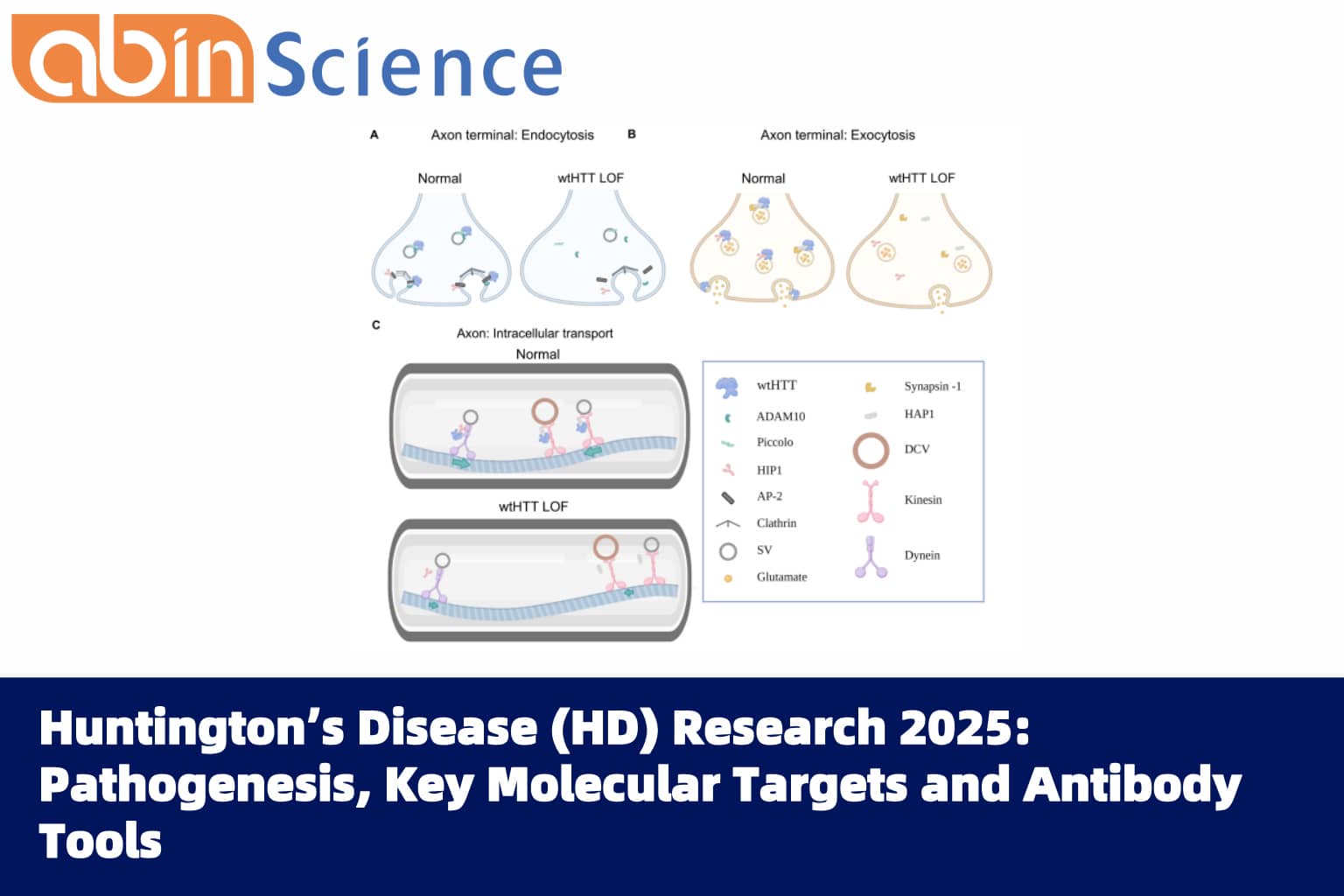 Huntington&rsquo;s Disease (HD) Research 2025: Pathogenesis, Key Molecular Targets and Antibody Tools
