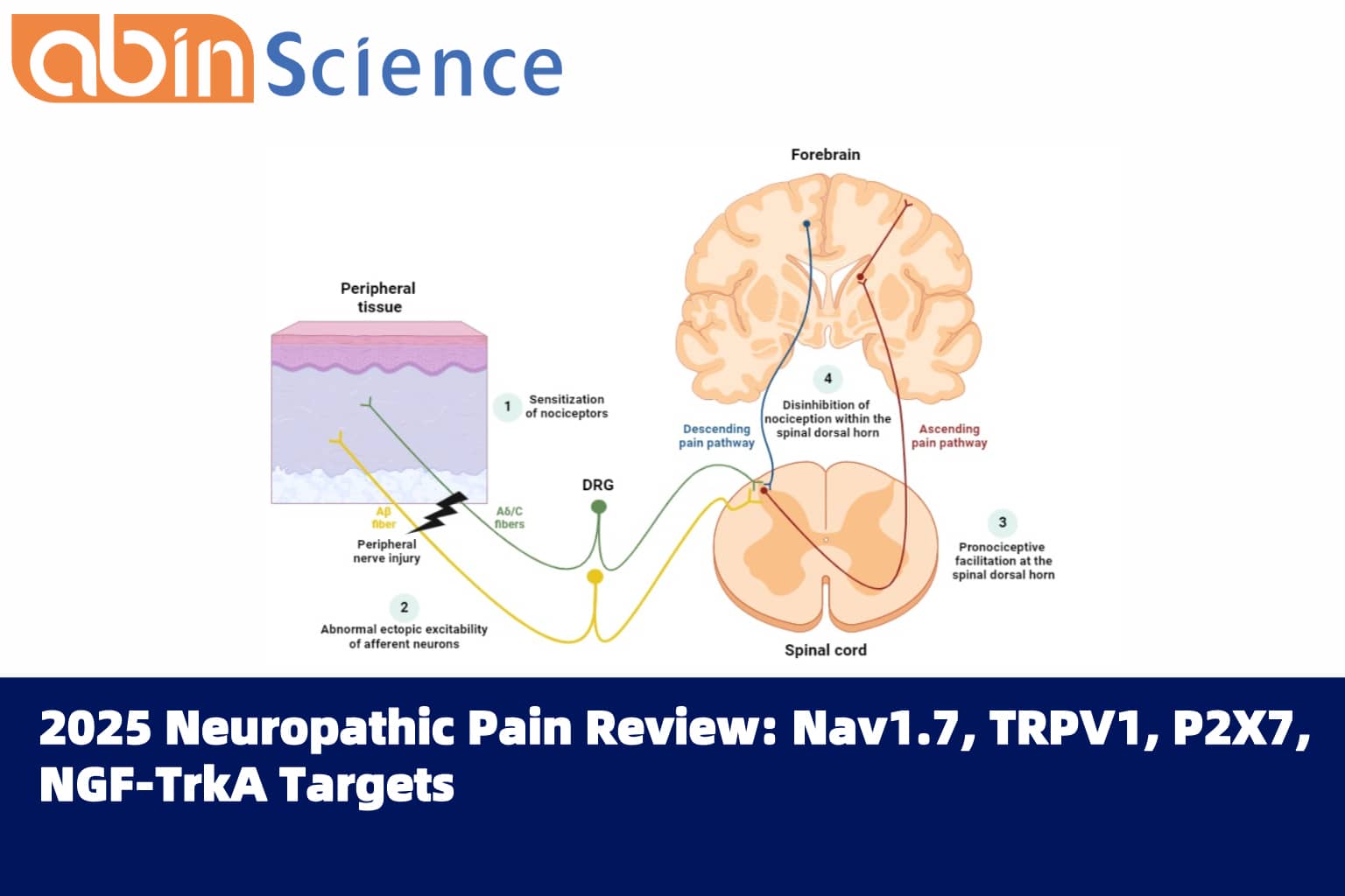 2025 Neuropathic Pain Review: Nav1.7, TRPV1, P2X7, NGF-TrkA Targets