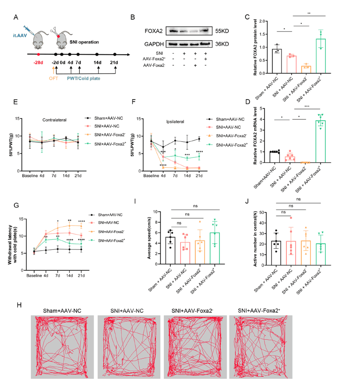 FOXA2 overexpression in the spinal cord induces analgesic effects