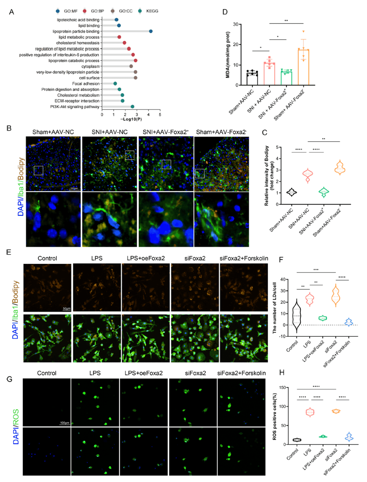 FOXA2 alleviates lipid toxicity and oxidative stress
