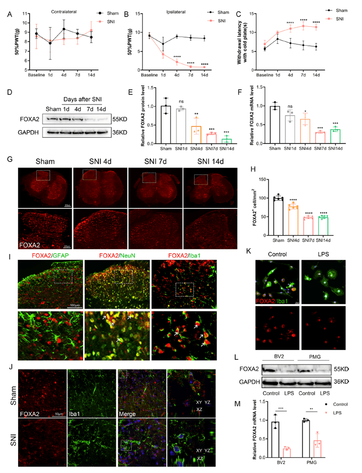 Decreased FOXA2 expression during neuropathic pain progression