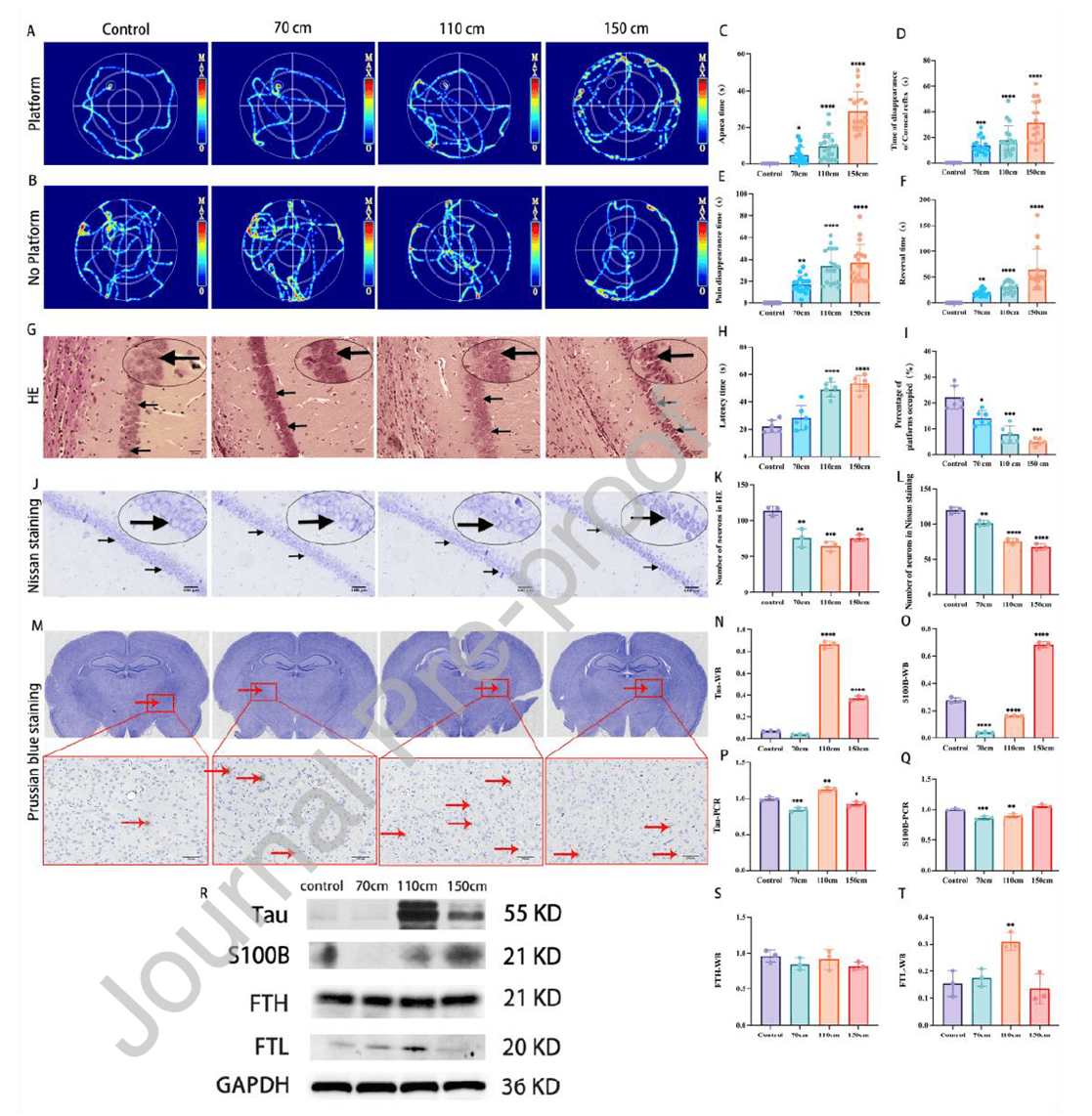 Neuronal damage in multiple cerebral concussion models at different heights