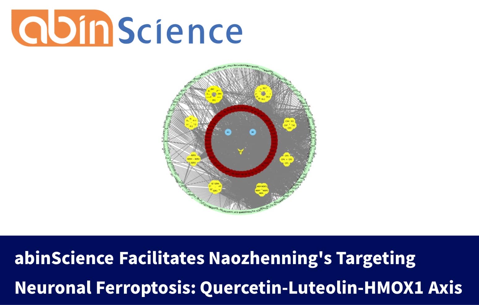 abinScience Facilitates Naozhenning's Targeting Neuronal Ferroptosis: Quercetin-Luteolin-HMOX1 Axis