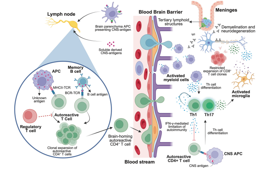 Multiple Sclerosis Integrated Pathway 2025