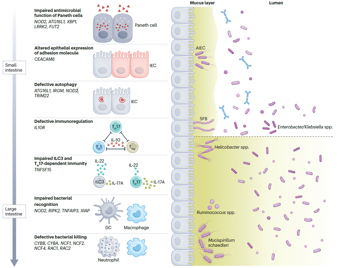 Crohn’s disease-associated genetic mutations, intestinal abnormalities and pathobionts.