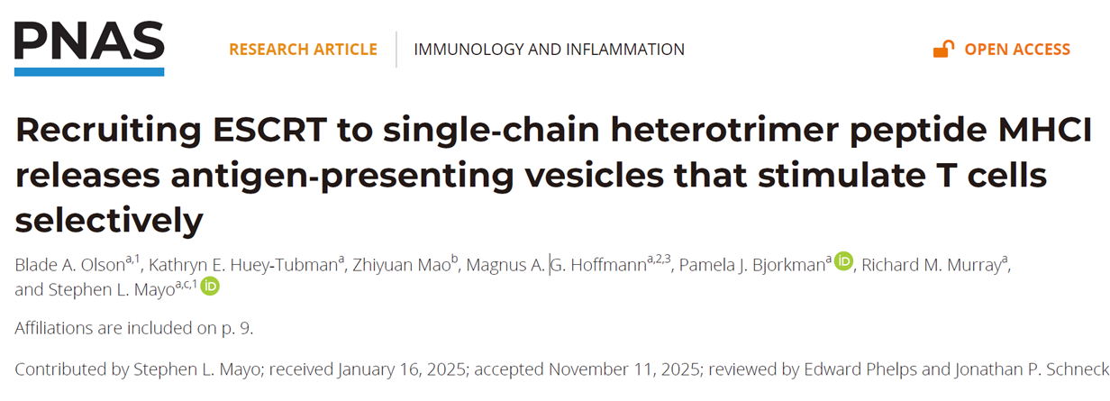 Recruiting ESCRT to single-chain heterotrimer peptide MHCI releases antigen-presenting vesicles that stimulate T cells selectively