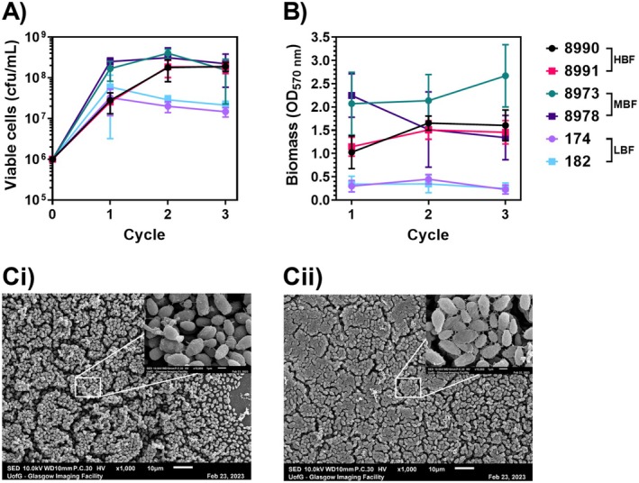 C. auris cell wall and resistance targets: ERG11, FKS1, and β-1,3-glucan remodeling