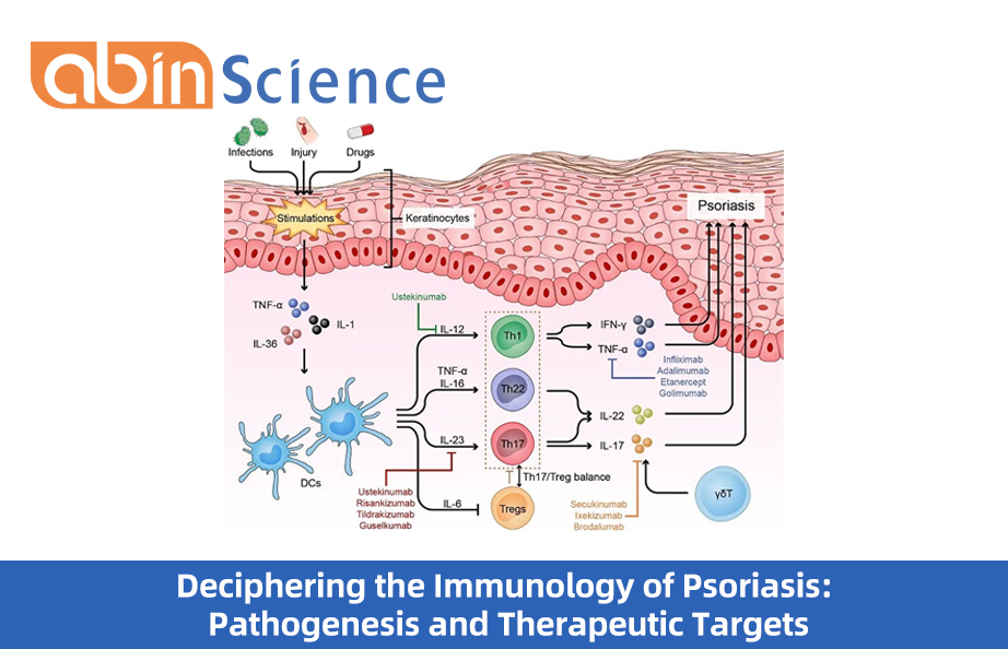 Deciphering the Immunology of Psoriasis: Pathogenesis and Therapeutic Targets