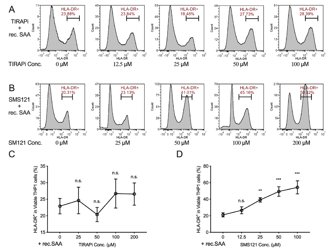 SAA restricts macrophage maturation through interaction with CD36