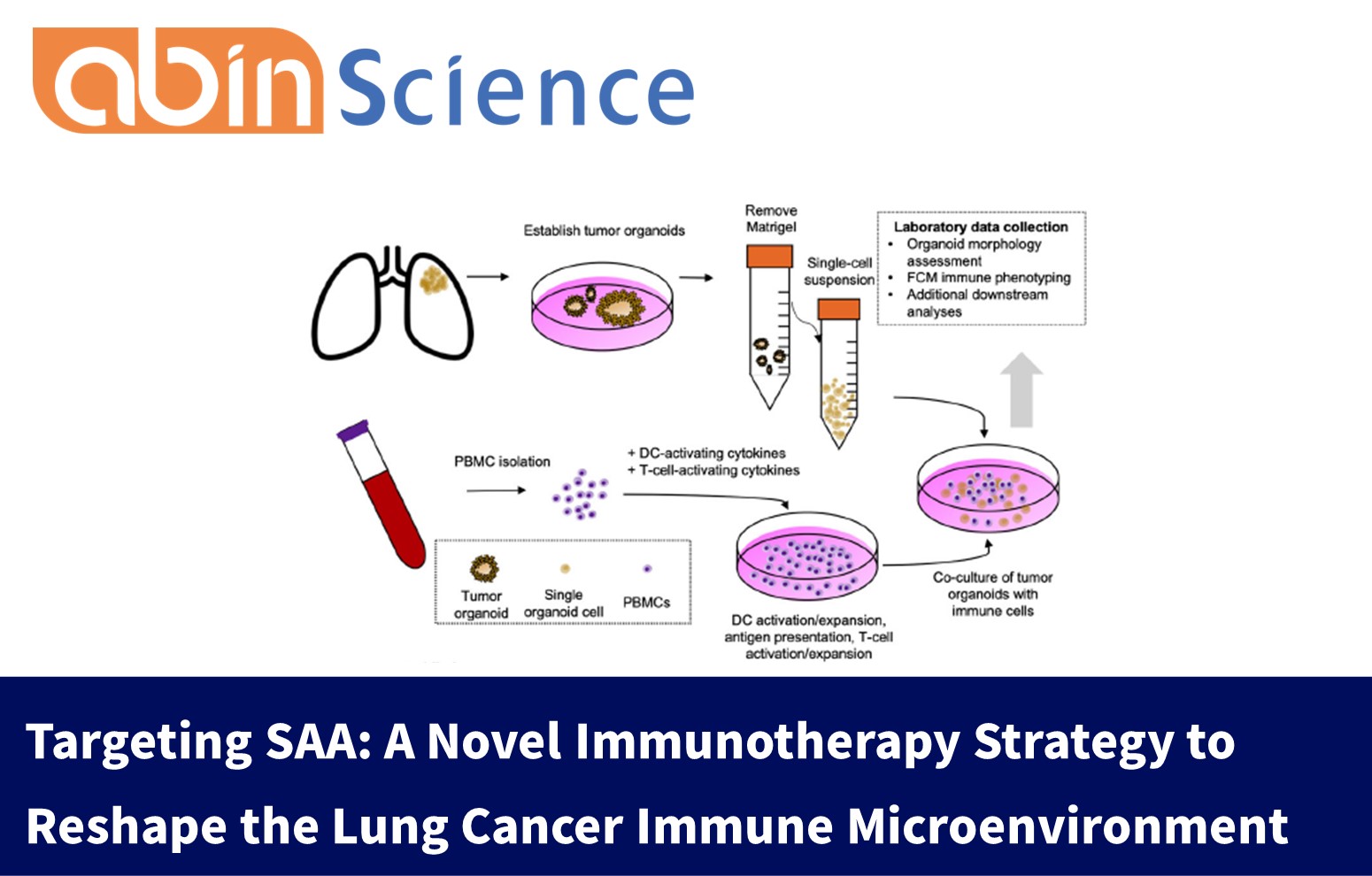 Targeting SAA: A Novel Immunotherapy Strategy to Reshape the Lung Cancer Immune Microenvironment