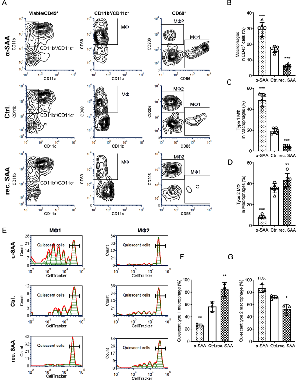 SAA inhibits macrophage activation and promotes M2 polarization