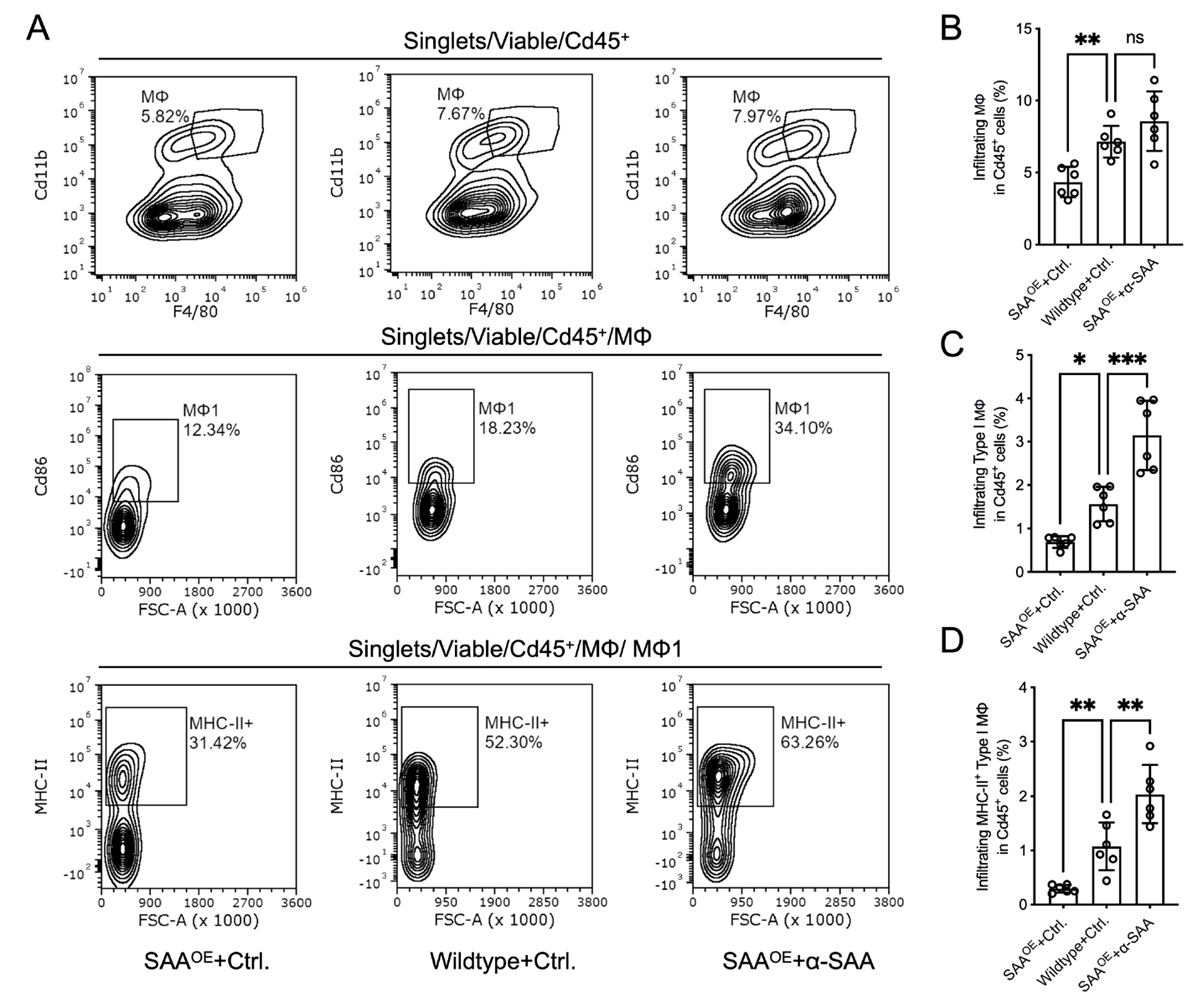 SAA inhibits macrophage infiltration and M1 antigen-presenting activation in vivo