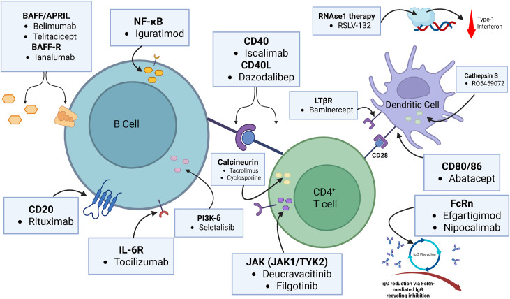 Novel agents targeting the main pathways involved in Sjögren  syndrome pathophysiology