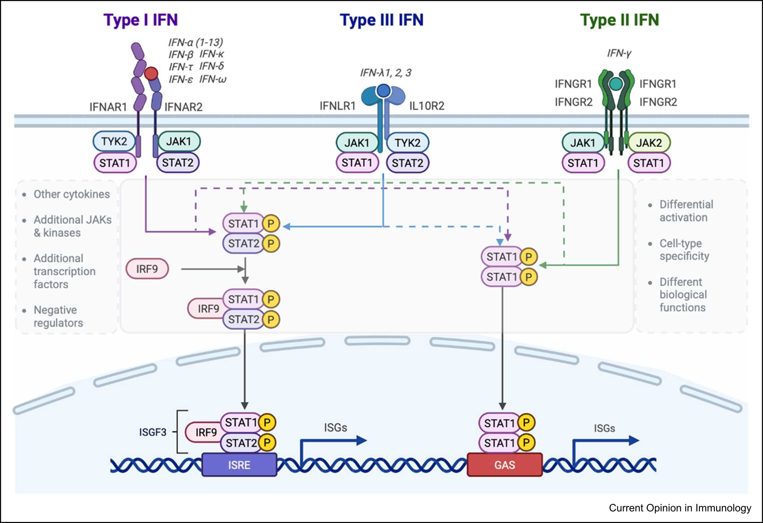 Schematic illustration of signal transduction by type I, II, and III IFN receptors
