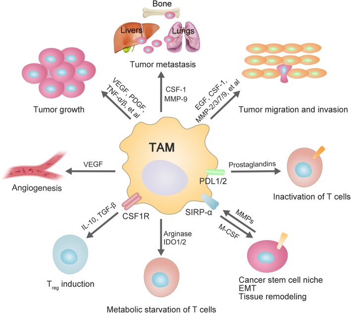 Roles of TAMs in tumorigenesis