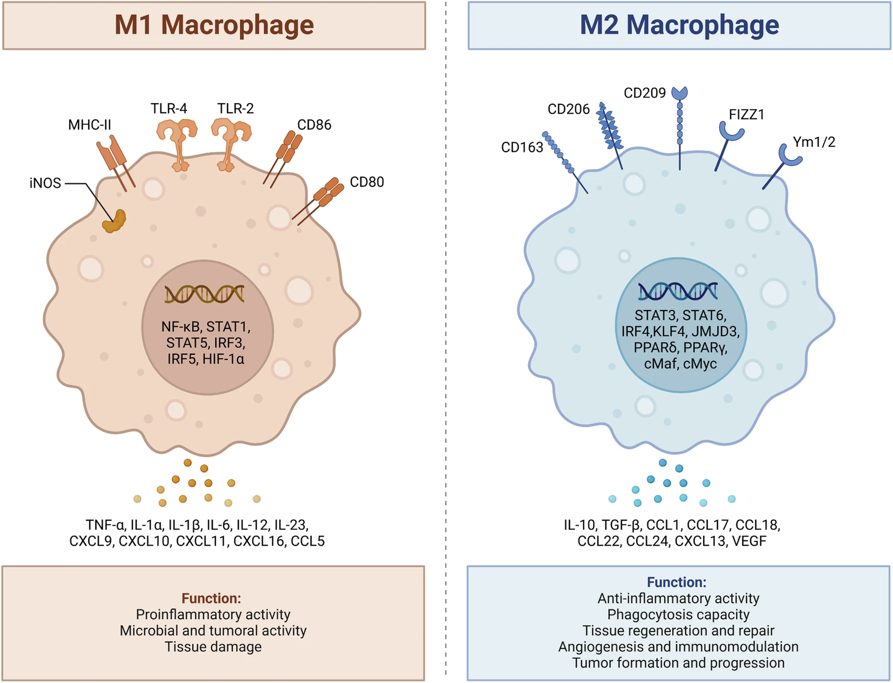 Two phenotypes of macrophages