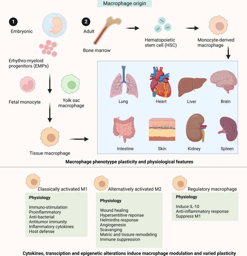 Origin and development of macrophages