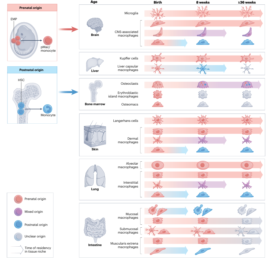 Types of tissue-resident macrophages