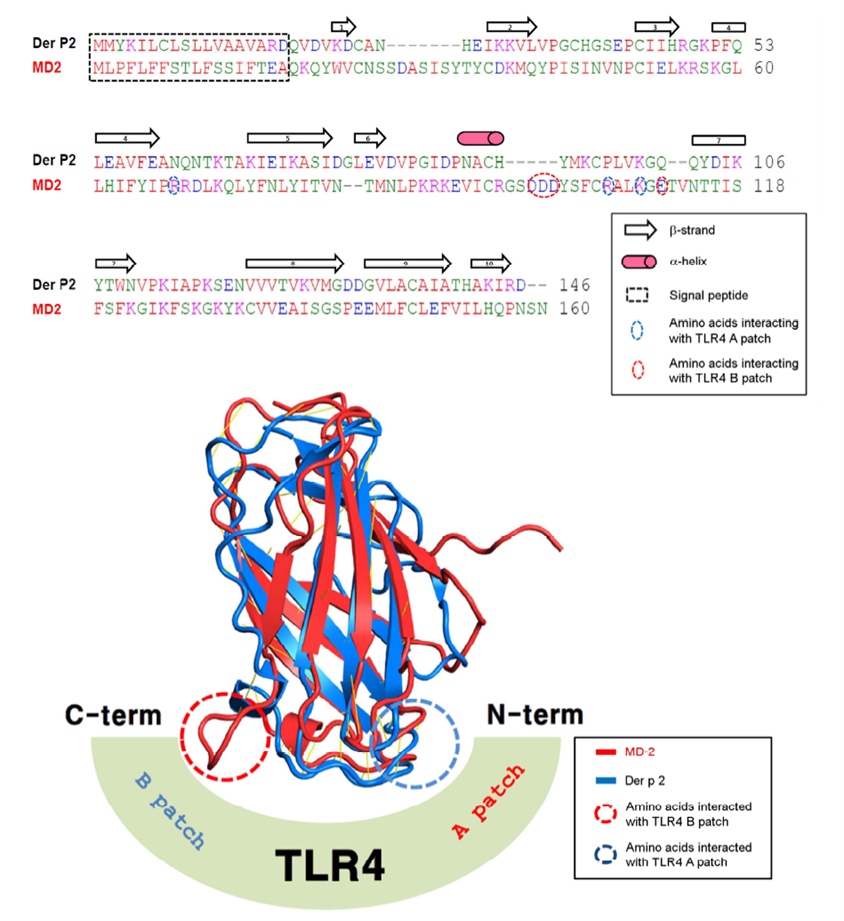 Structure-based sequence alignment of Der p 2 and MD2