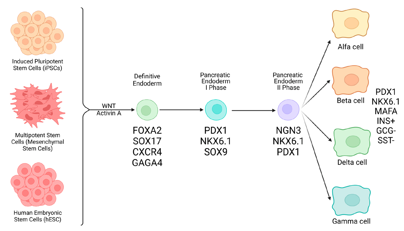 Schematic of stem cell (SCs) differentiation into insulin-secreting β cells in pancreatic islets