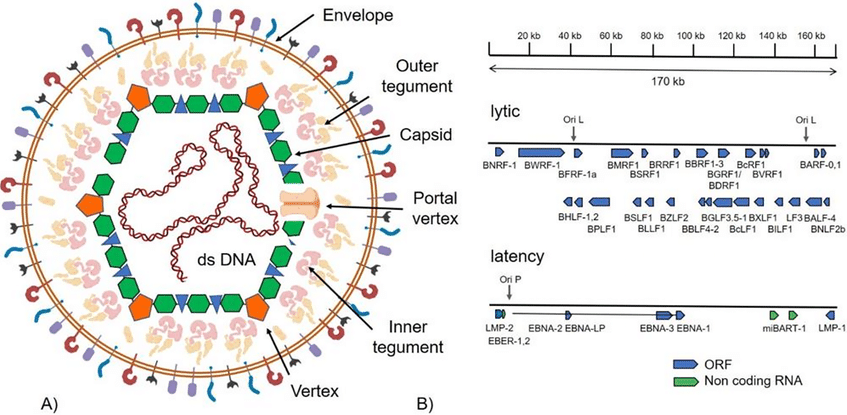 Structure of the EBV