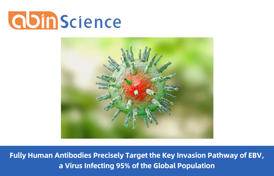 Fully Human Antibodies Precisely Target the Key Invasion Pathway of EBV, a Virus Infecting 95% of the Global Population