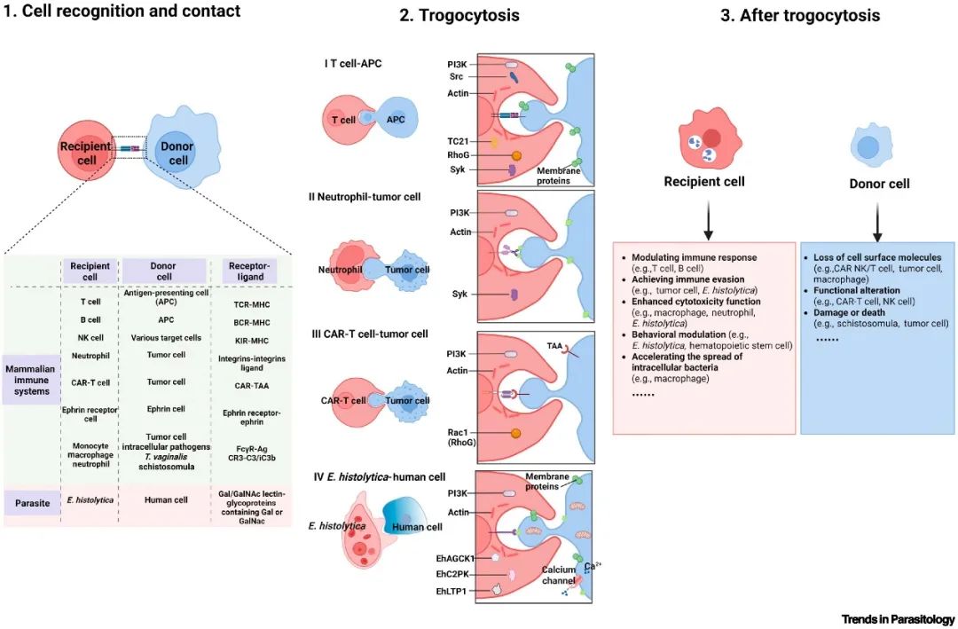 Molecular Mechanism Underlying Trogocytosis