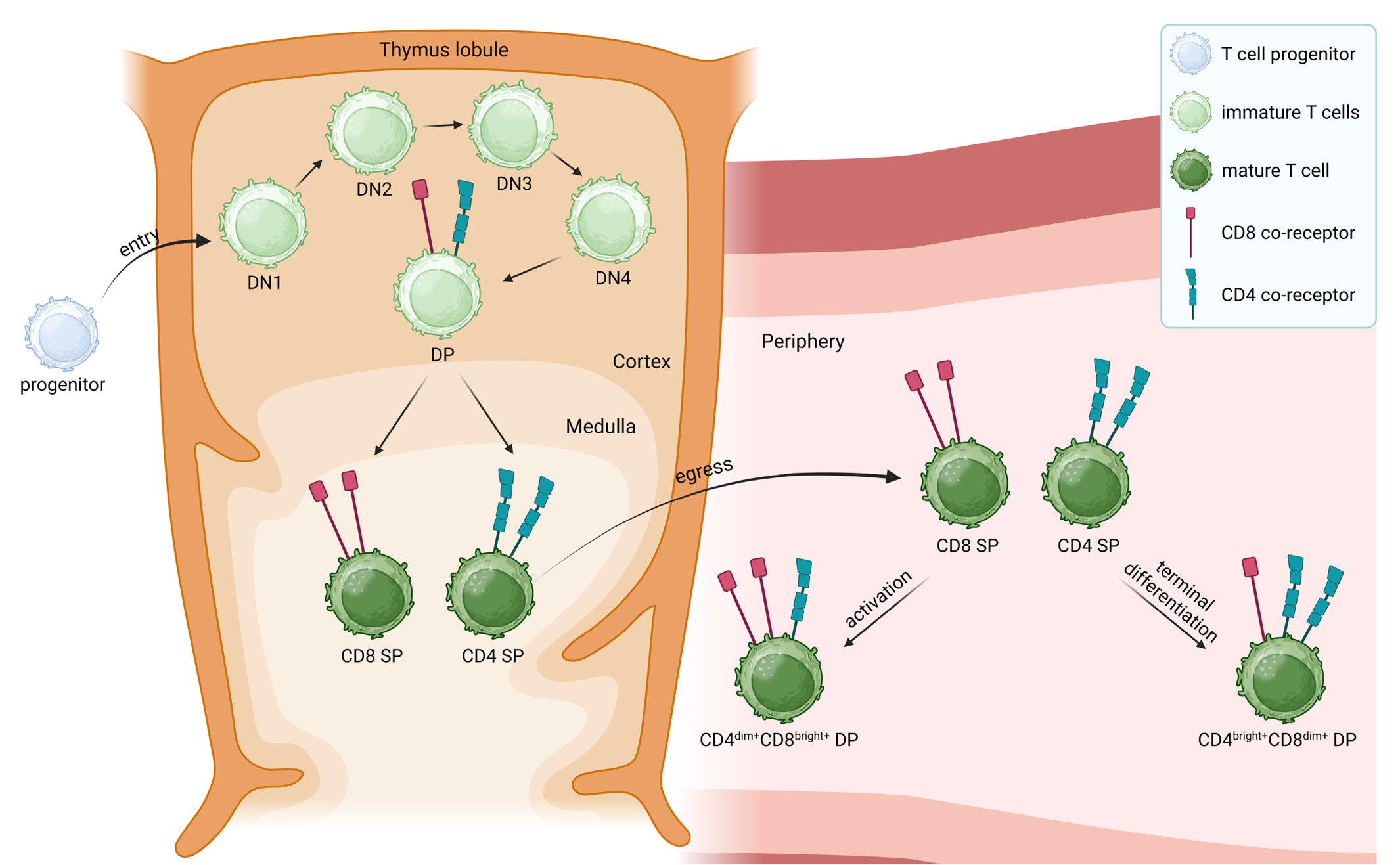 T Cell Development and Potential Origins of Mature CD4hiCD8low and CD4lowCD8hi Double-Positive T Cells