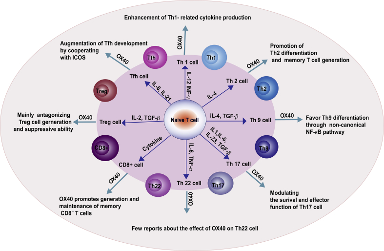 The summary of the impact of the OX40–OX40L interaction on T cell subsets