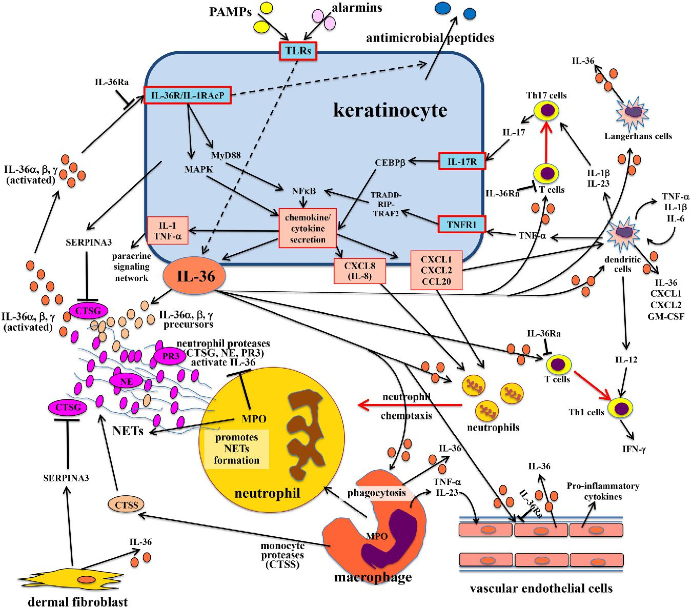 Inflammatory pathways and factors involved in IL-36-associated inflammation in the skin