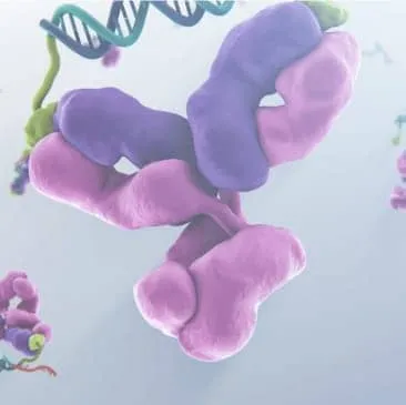 DNA/RNA Research Antibodies