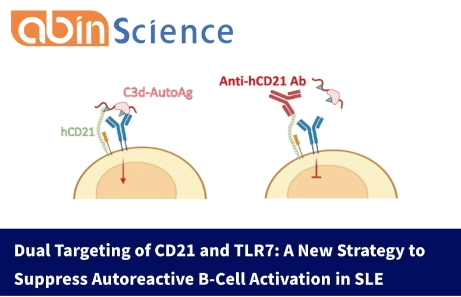 Dual Targeting of CD21 and TLR7: A New Strategy to Suppress Autoreactive B-Cell Activation in SLE