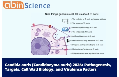 Candida auris (Candidozyma auris) 2026: Pathogenesis, Targets, Cell Wall Biology, and Virulence Factors
